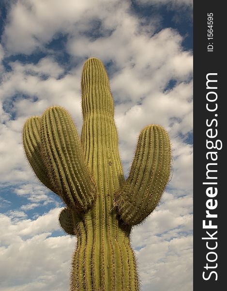 Majestic desert saguaro reaching up into a blue and cloudy sky. Majestic desert saguaro reaching up into a blue and cloudy sky.