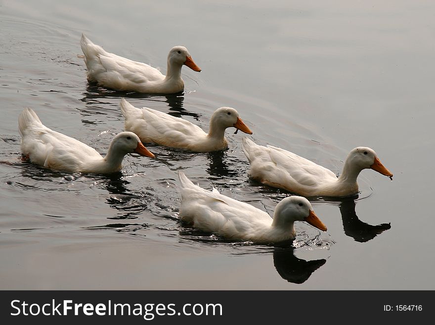 White Ducks Swimming in Formation in Pond. White Ducks Swimming in Formation in Pond