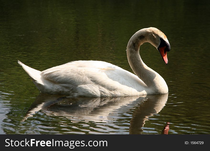 Swan by the Lake