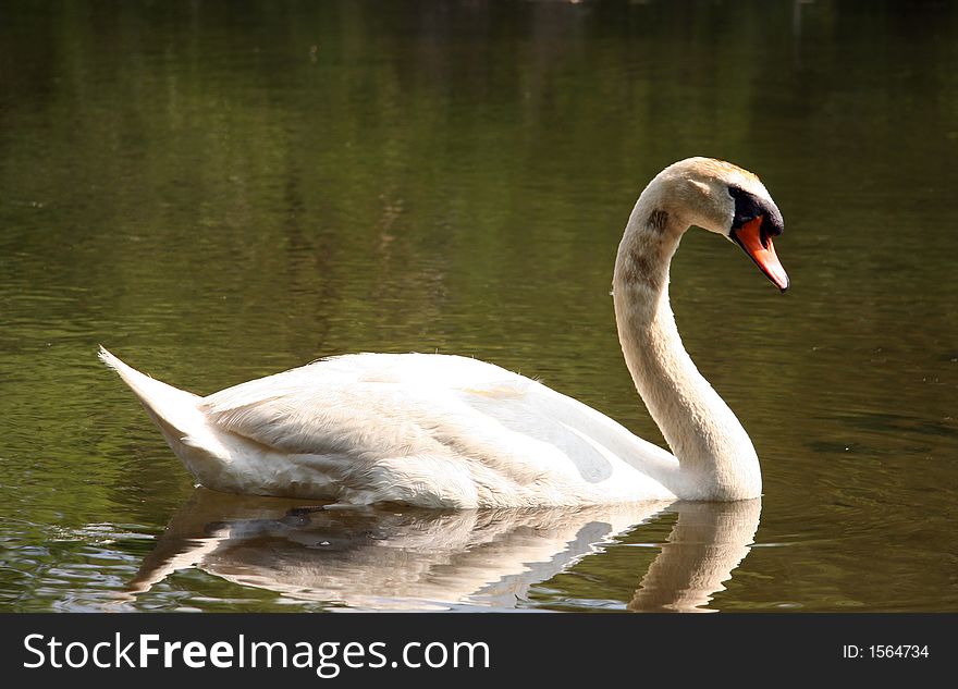 Swan By The Lake