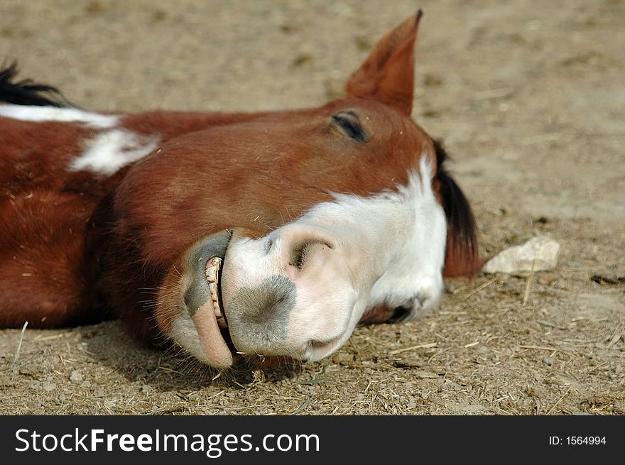 Horse taking an afternoon nap. He must be having a good dream because he is grinning. Horse taking an afternoon nap. He must be having a good dream because he is grinning.