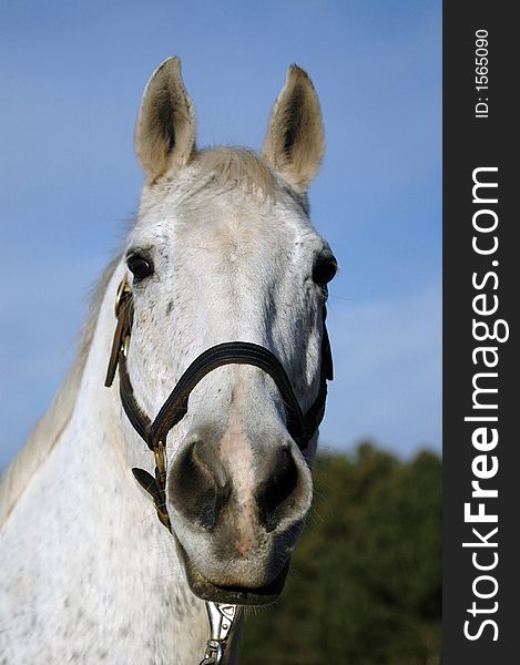 Grey Thoroughbred portrait against blue sky. Grey Thoroughbred portrait against blue sky.