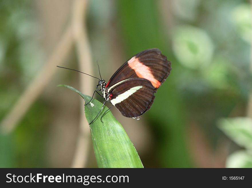 This Longwing Butterfly or Heliconius melpomene tastes terrible to birds who warned by its coloration. This Longwing Butterfly or Heliconius melpomene tastes terrible to birds who warned by its coloration.