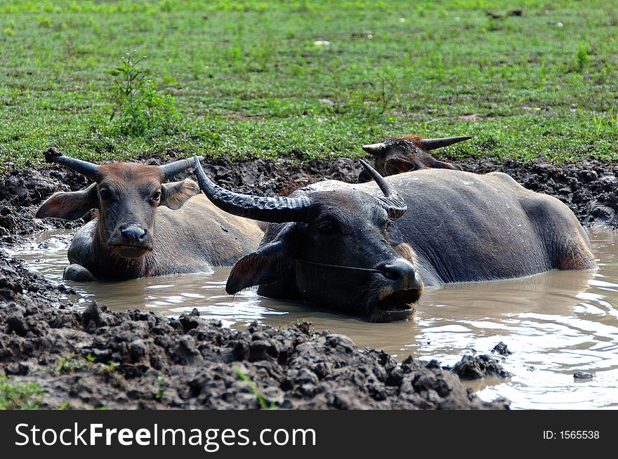 Three water buffalos are bathing in a mire because of the hot weather in Thailand