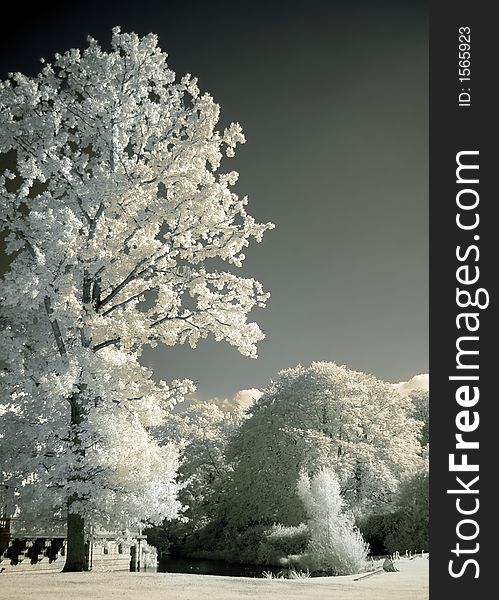 Large tree in a park, shot with an infrared filter on-camera. Large tree in a park, shot with an infrared filter on-camera