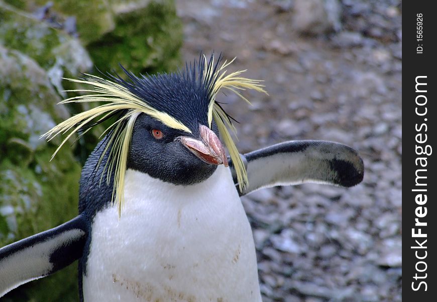Penguin 003