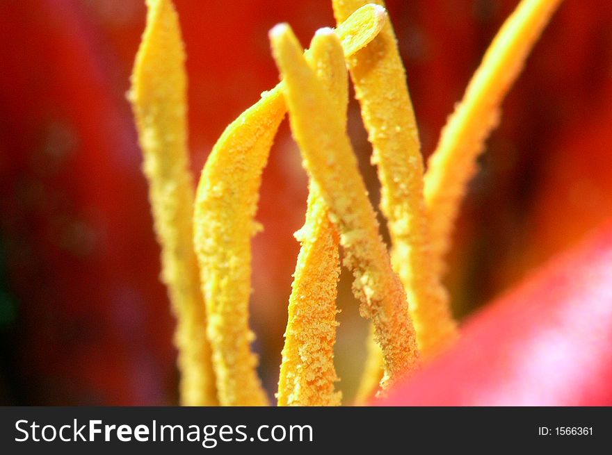 Small, red flower with yellow stamens.