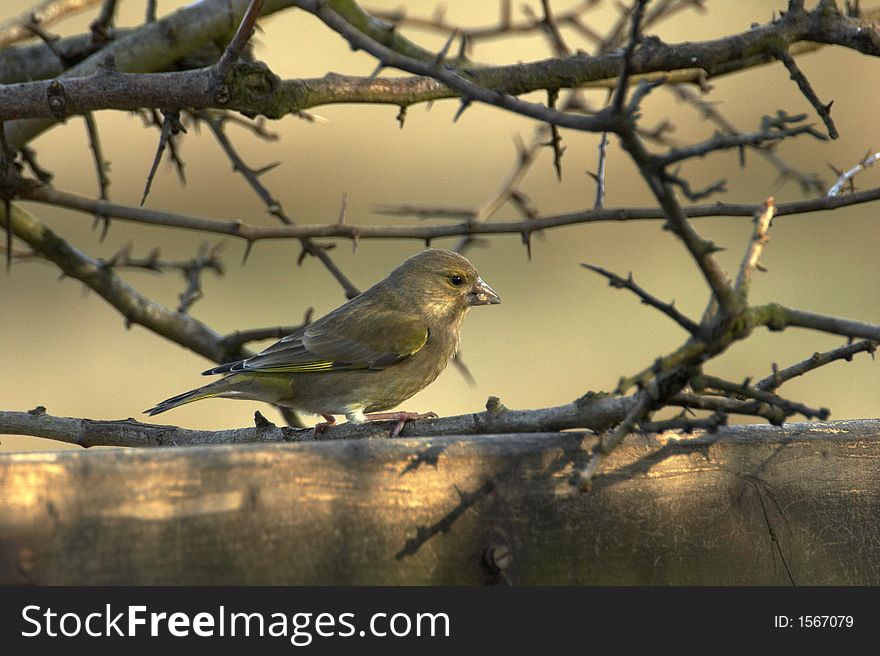 A Greenfinch feeding at a bird table in early morning light.