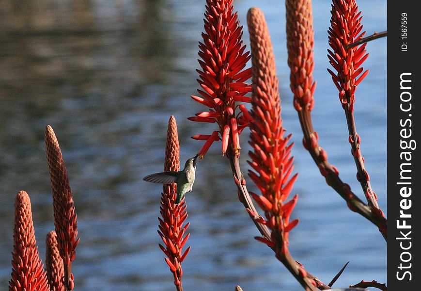 Hummingbird drinking nectar from red flowers