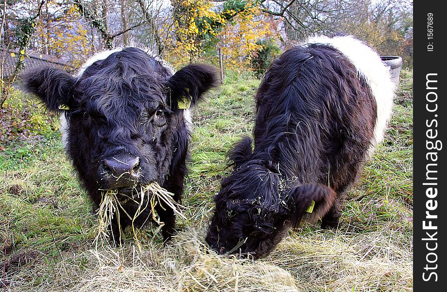 Hornless Scottish Cow. Galloway Race. Hornless Scottish Cow. Galloway Race