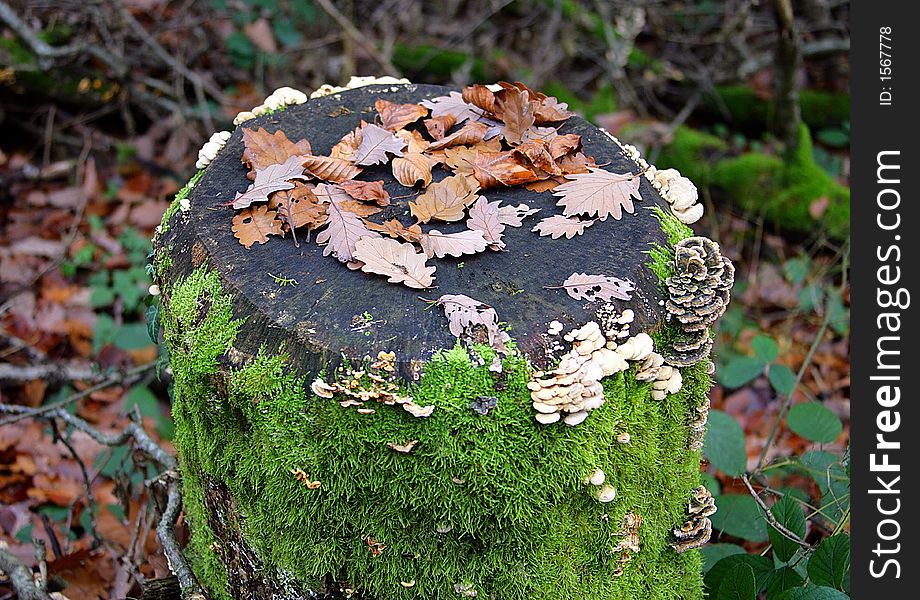 Stump with Leaves, Mushrooms and Moss. Stump with Leaves, Mushrooms and Moss