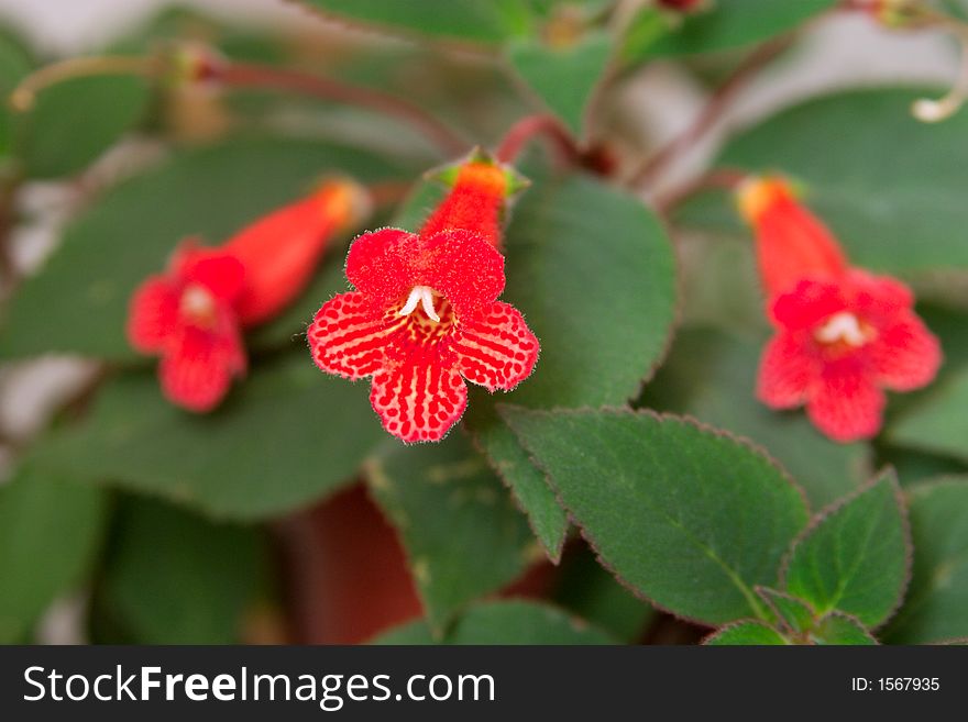 Three little red orchids on green. Three little red orchids on green