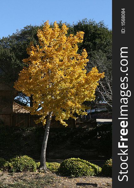 Tree with leaves turned yellow in the fall. Tree with leaves turned yellow in the fall