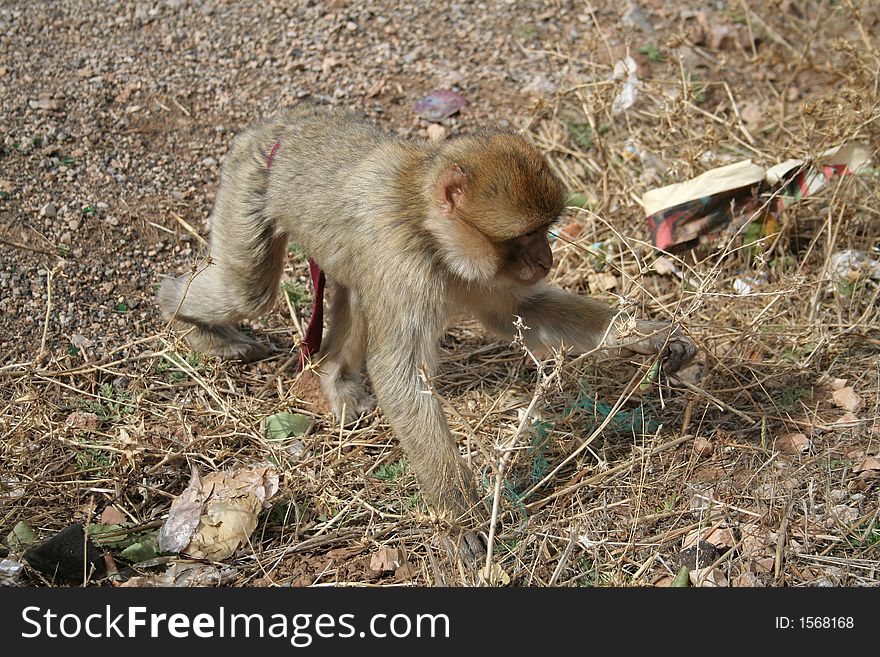 Young moroccan monkey met near road. Young moroccan monkey met near road