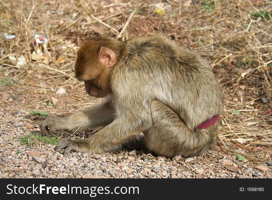 Young moroccan monkey met near road. Young moroccan monkey met near road