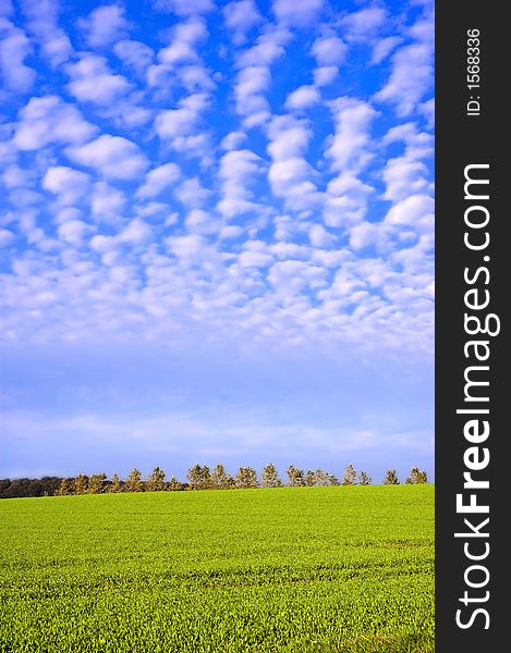 Green field in early spring