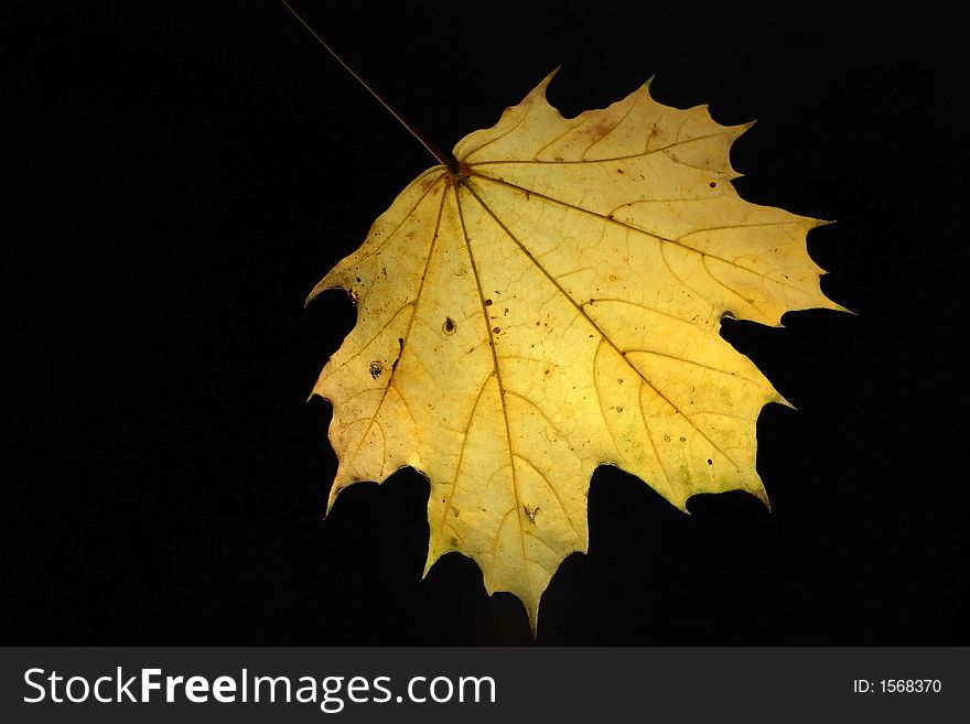 Yellow maple leaf isolated on black