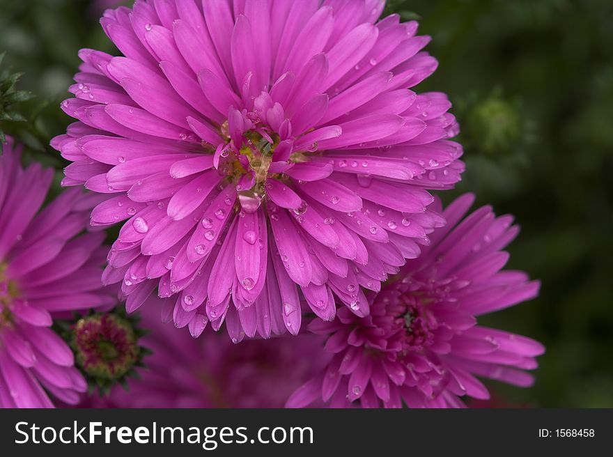 Violet flowers on green background