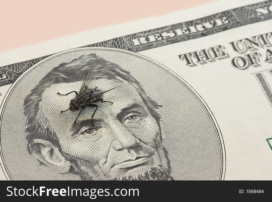 A fly on a dollar bill