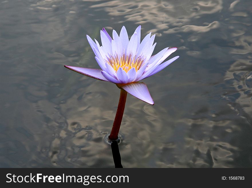 Blue Water Lilly in Pond with Open Bud