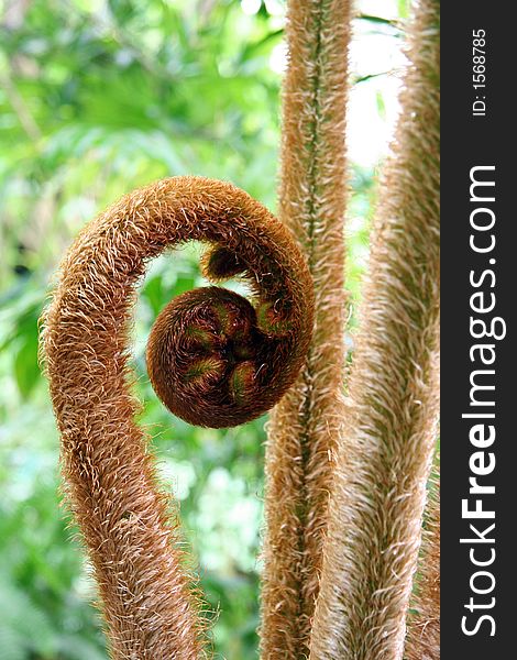 Curly Plant Stem in Lush Green Garden