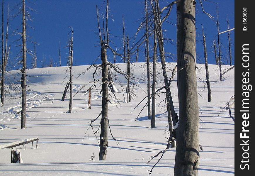 Tree Tracks