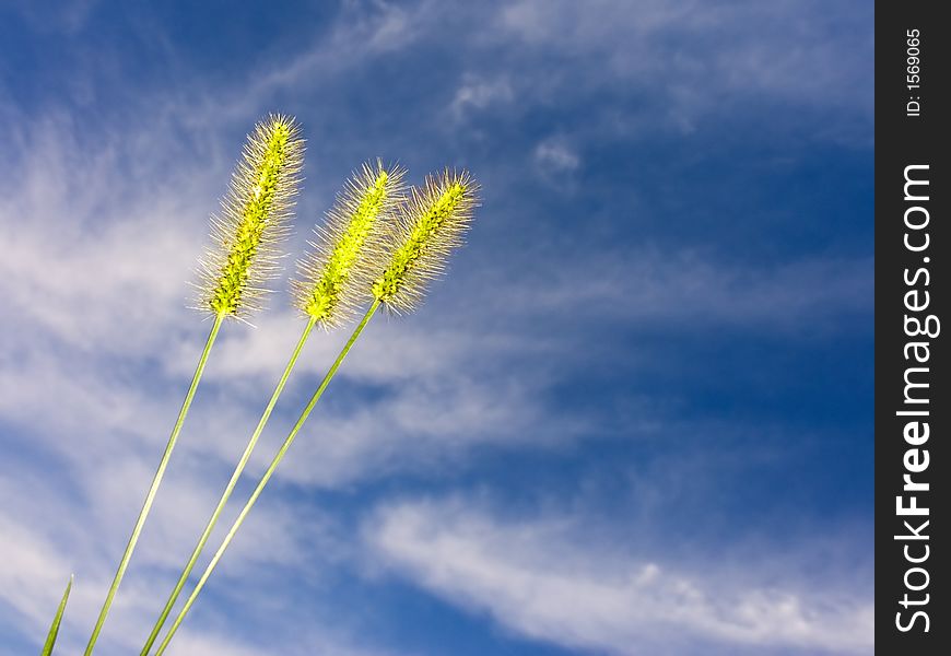 Photo of grass seeds against the sky and clouds