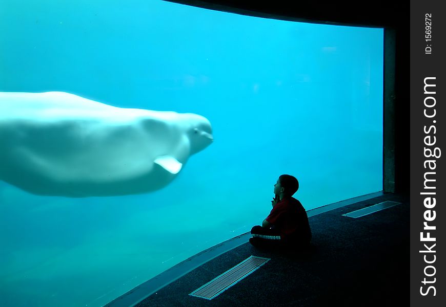 Little boy watching beluga in an aquarium