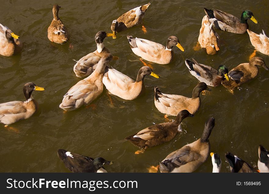 Large group of ducks in water waiting to be fed