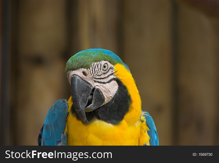 Macaw Head