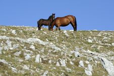 Horse With Colt Royalty Free Stock Image Horse With Colt Royalty Free Stock Image