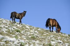 Horse With Foal Stock Images Horse With Foal Stock Images