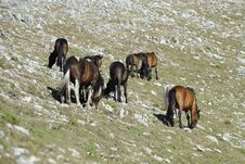 Wild Horses Stock Images