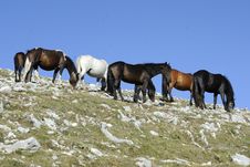 Wild Horses Royalty Free Stock Photography