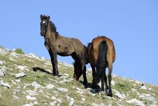 Colt With Horse Stock Images Colt With Horse Stock Images