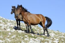 Mare And Colt Royalty Free Stock Photography Mare And Colt Royalty Free Stock Photography