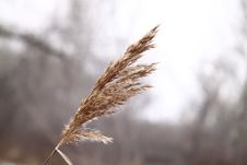 Dry Grass In The Forest. Started Winter Stock Photos Dry Grass In The Forest. Started Winter Stock Photos