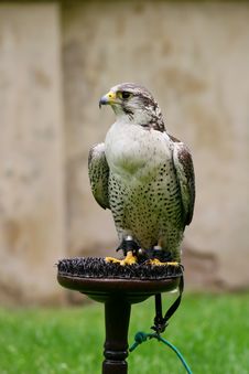 Peregrine Stock Image Peregrine Stock Image