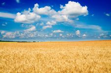 Amazing Yellow Field Of Wheat. Royalty Free Stock Photos Amazing Yellow Field Of Wheat. Royalty Free Stock Photos