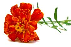 Beautiful Carnation Royalty Free Stock Image Beautiful Carnation Royalty Free Stock Image