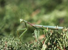 Praying Mantis Royalty Free Stock Photo Praying Mantis Royalty Free Stock Photo