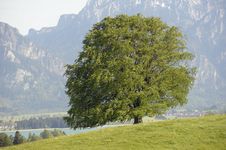 Single Beech Tree Stock Photography Single Beech Tree Stock Photography