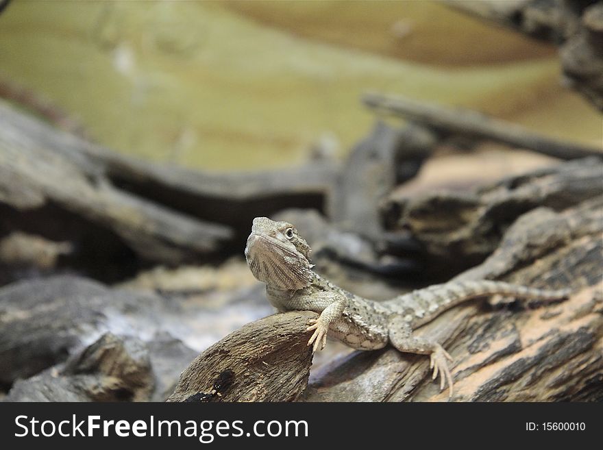 First floor of a lizard clinging to a branch