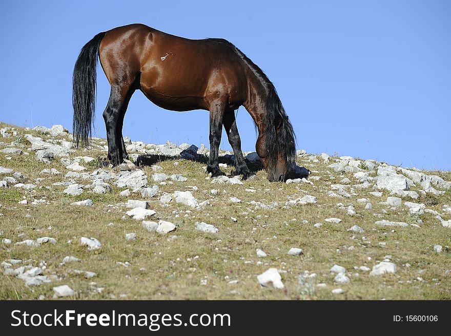 Wild horse in mountain area. Wild horse in mountain area