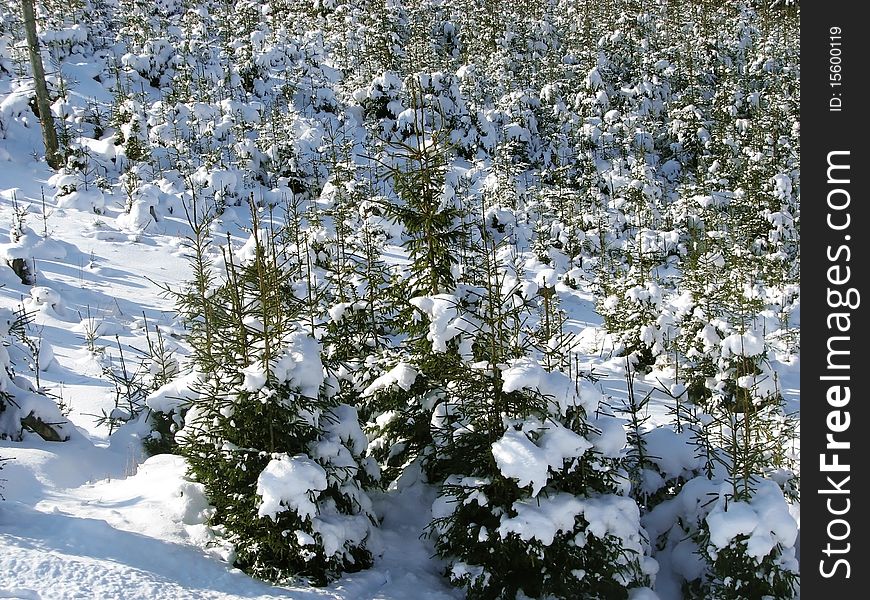 Mountain, trees and path covered in snow during winter. Mountain, trees and path covered in snow during winter