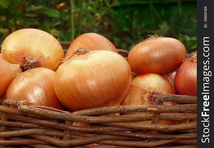 A Basket Of Onions.