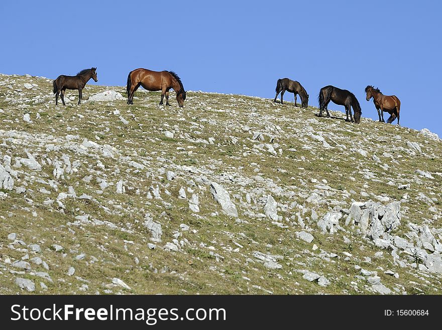 Wild horses grazing free in the mountains