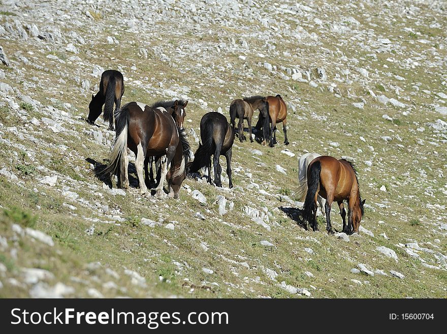 Group of Wild horses are grazing in the mountains