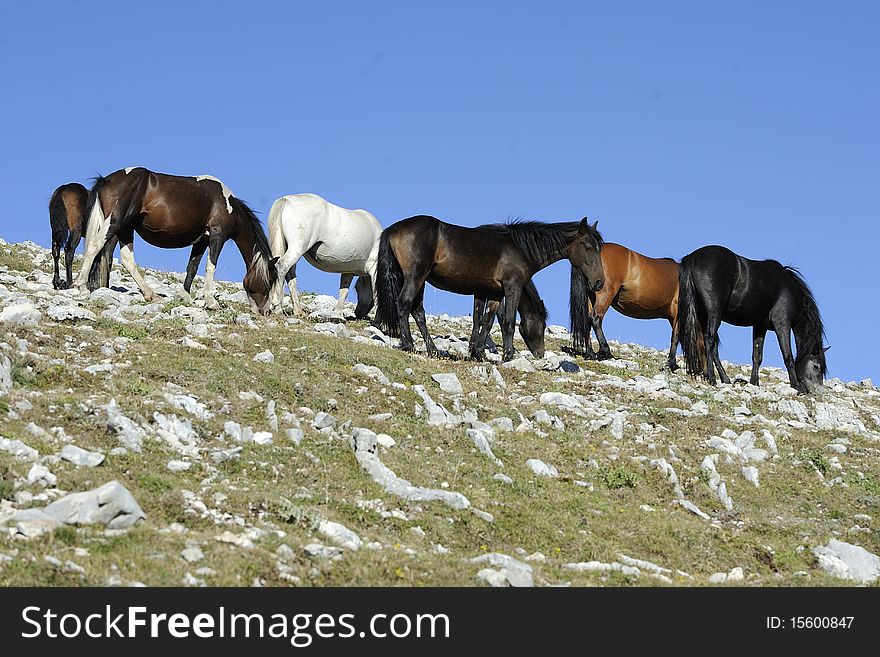 Wild horses grazing free in the mountains