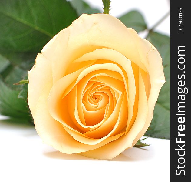 Closeup Yellow Rose